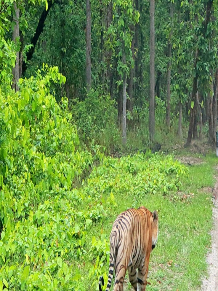 bandipura taxi service