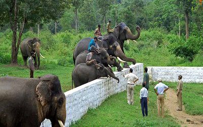 dubare-elephant-camp-coorg-cabs