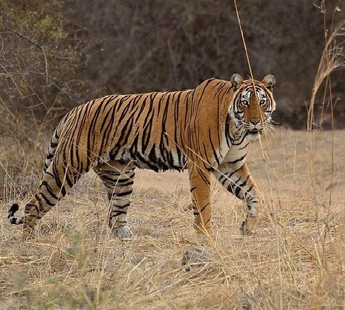Madikeri Jungle Safari